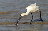 Royal Spoonbill